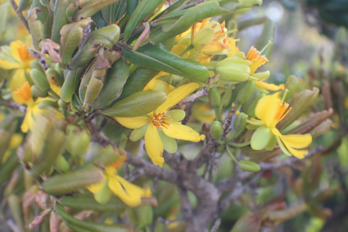 Ochna obtusata DC.